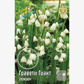 Леукоюм (Белоцветник) Гравети Гиант