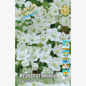 Лук декор. Неаполитанский