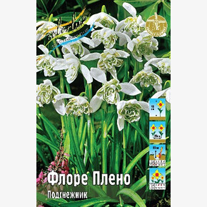 Подснежник Флоре Плено