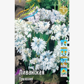 Пушкиния Ливанская