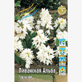 Пушкиния Ливанская Альба