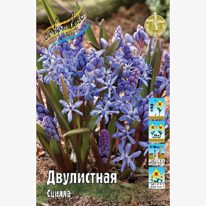 Сцилла Двулистная