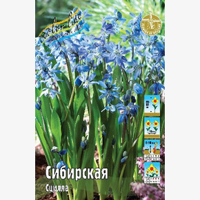 Сцилла Сибирская