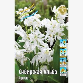 Сцилла Сибирская Альба