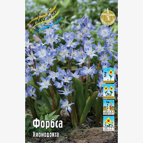 Хионодокса Форбса