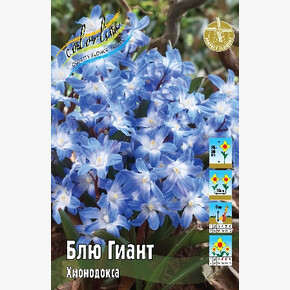 Хионодокса Блю Гиант