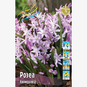 Хионодокса Розеа