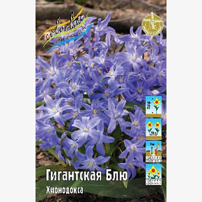 Хионодокса Гигантская Блю