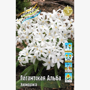Хионодокса Гигантская Альба
