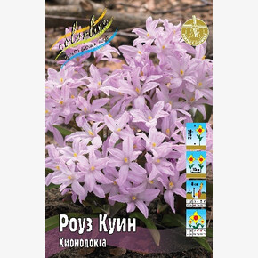 Хионодокса Роуз Куин