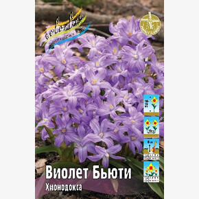 Хионодокса Виолет Бьюти