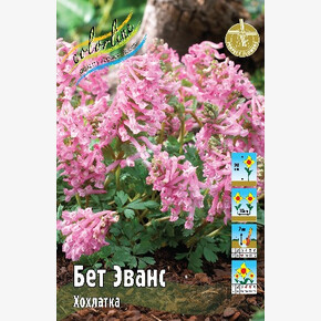 Хохлатка (Corydalis) Бет Эванс