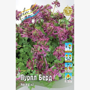 Хохлатка (Corydalis) Пурпл Бёрд
