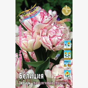 Тюльпан Белиция