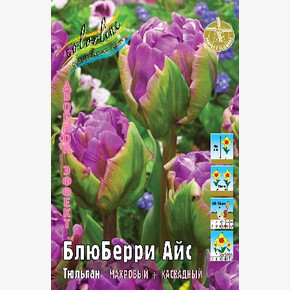 Тюльпан БлюБерри Айс