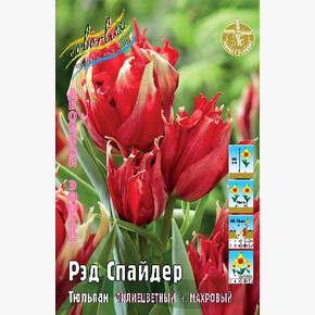 Тюльпан Рэд Спайдер