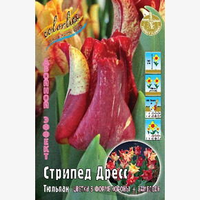 Тюльпан Стрипед Дресс