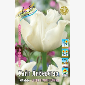 Тюльпан Уайт Либерстар