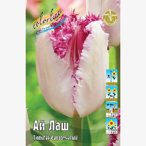 Тюльпан Ай Лаш
