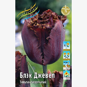 Тюльпан Блэк Джевел