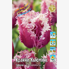 Тюльпан Кранчи Кьюминс