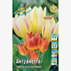 Тюльпан Антуанетта