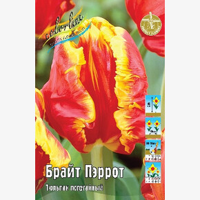 Тюльпан Брайт Пэррот