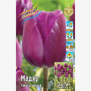 Тюльпан Мадху