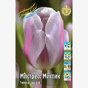 Тюльпан Мистресс Мистик