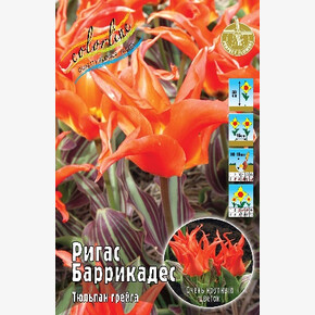 Тюльпан Ригас Баррикадес