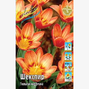 Тюльпан Шекспир