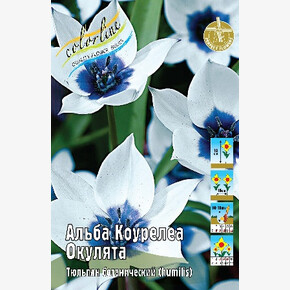Тюльпан Альба Коурелеа Окулята