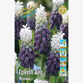 Мускари Грейп Айс