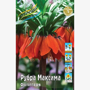 Рябчик / Фритиллярия Рубра Максима