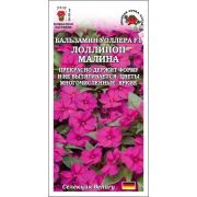 Ком: Бальзамин Лоллипоп Малина /Сотка/ 5шт/ h-35см d-5см Benary/*500