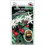 Ком: Кофе Арабика Нана /Сотка/ 4шт/ h-120см /*500