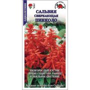 Сальвия Пикколо /Сотка/ 0,05 г 15-20см/*500