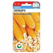 Кукуруза Попкорн 10шт (Сиб сад)