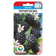 Ежевика Черноглазка 10шт (Сиб Сад)