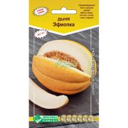 Дыня «Эфиопка»