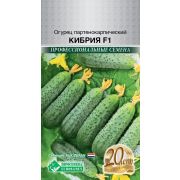 Огурец партенокарпик «Кибрия F1»