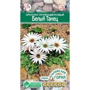 Арктотис крупноцветковый «Белый Танец»