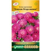 Астра «Классик Ягода малина»
