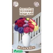 Астра «Осенний Поцелуй»