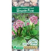 Бадан сердцелистный «Шушайн Розе»