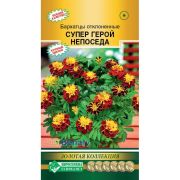 Бархатцы отклоненные «Супер Герой Непоседа»