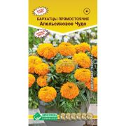 Бархатцы прямостоячие «Апельсиновое чудо»