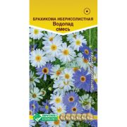 Брахикома иберисолистная «Водопад смесь»