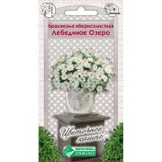 Брахикома иберисолистная «Лебединое Озеро»