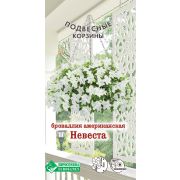 Броваллия американская «Невеста»